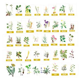 常见草药植物图示