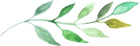 彩绘枝叶淡雅花手花朵清新植物花语