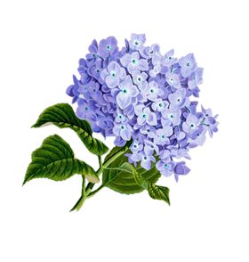 丁香花