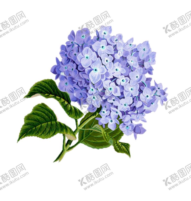 编号：23961605081150065332【酷图网】源文件下载-丁香花