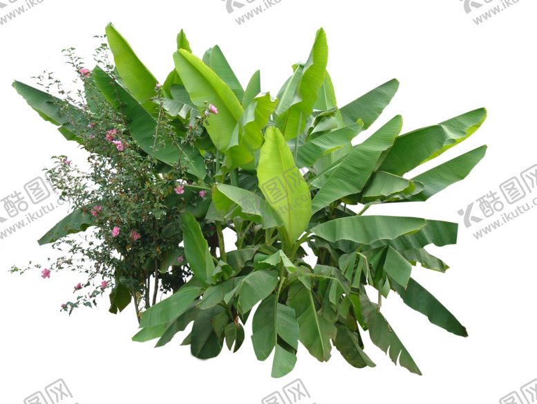 编号：61758509282016015861【酷图网】源文件下载-香蕉林