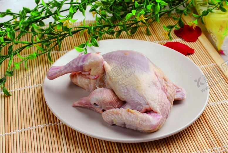 编号：81616309241110537790【酷图网】源文件下载-乳鸽