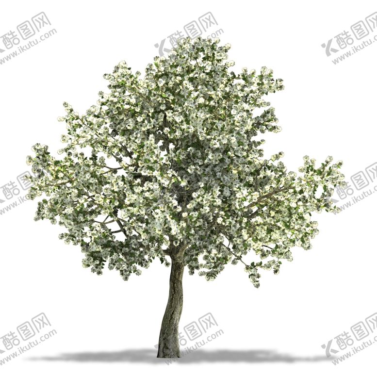 编号：82321009221247326250【酷图网】源文件下载-树木