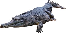 鳄鱼