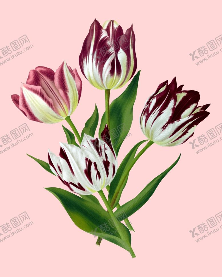 编号：29928810102039513358【酷图网】源文件下载-花卉植