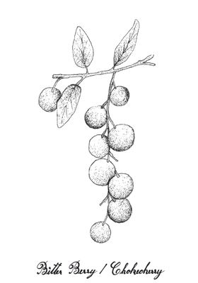 白描水果