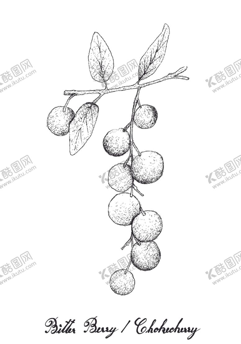 编号：58107607141729348438【酷图网】源文件下载-白描水果