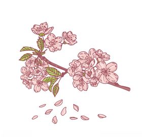 樱花