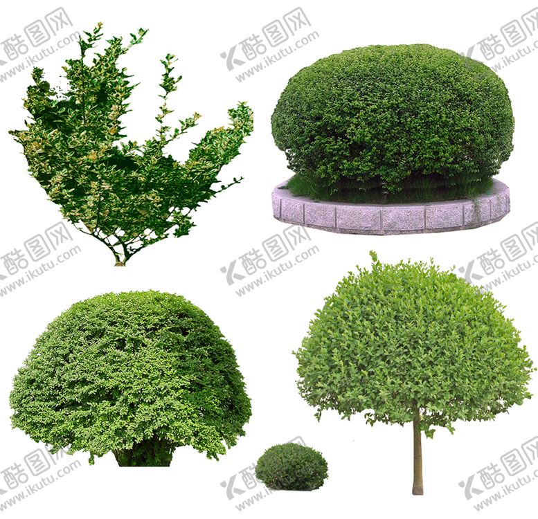 编号：70891610060355584015【酷图网】源文件下载-乔木 树木 花树图片