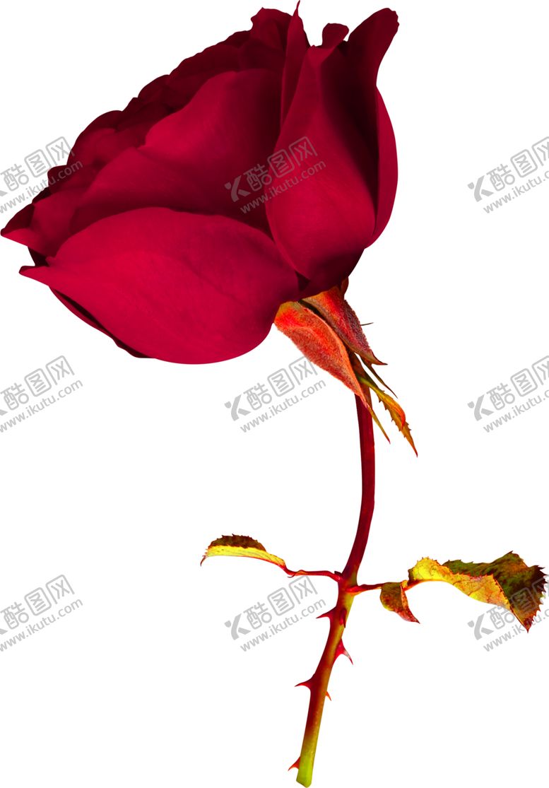 编号：21087709211339373616【酷图网】源文件下载-鲜花装饰