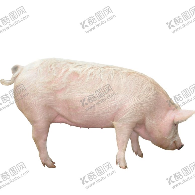 编号：30167107062335191245【酷图网】源文件下载-生猪
