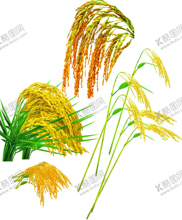 编号：06387409130146486079【酷图网】源文件下载-水稻
