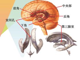 牙齿解剖图