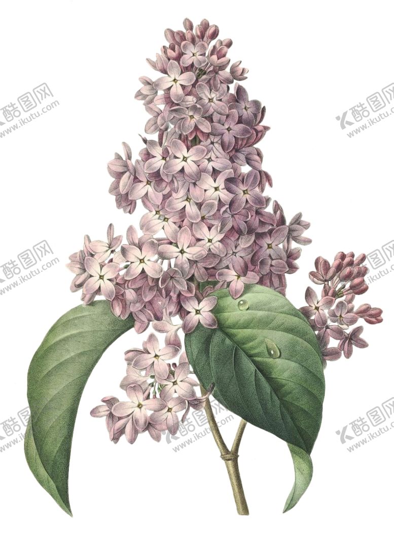 编号：83573707031209319011【酷图网】源文件下载-复古花