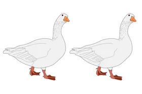 灰色鸭子
