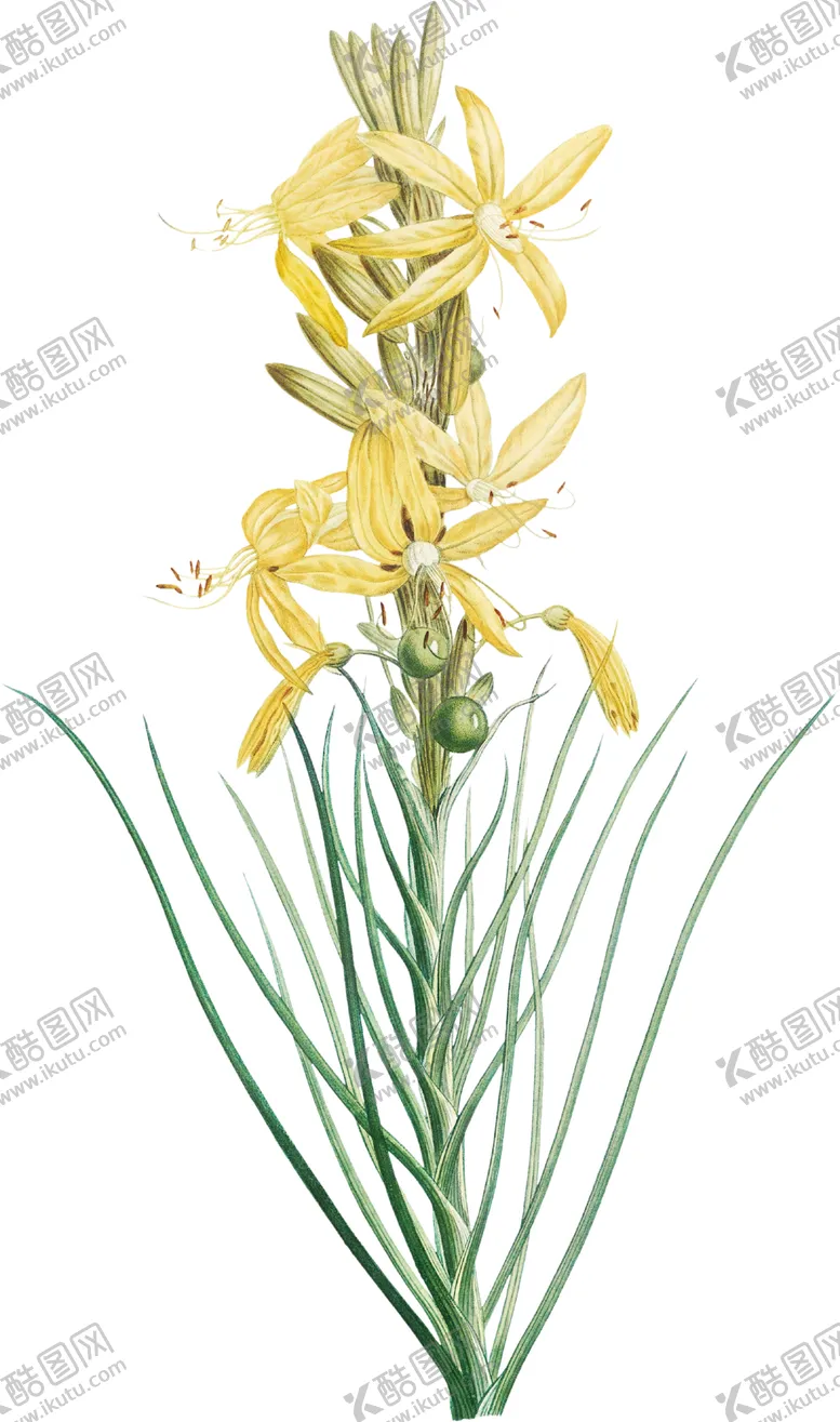 编号：87851012110623092718【酷图网】源文件下载-黄色花透明背景图片