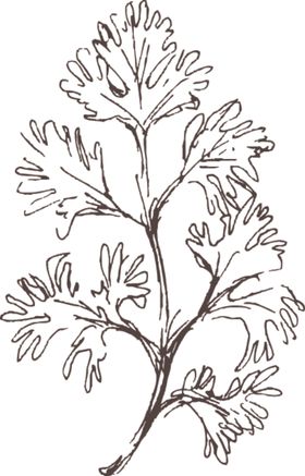 素描鲜花