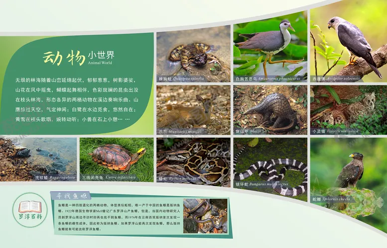 编号：63754411031920108860【酷图网】源文件下载-动物小世界