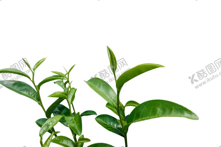编号：55331206251457495333【酷图网】源文件下载-茶叶树绿色植物枝头夏季装饰素材