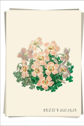 牵牛花植物图鉴