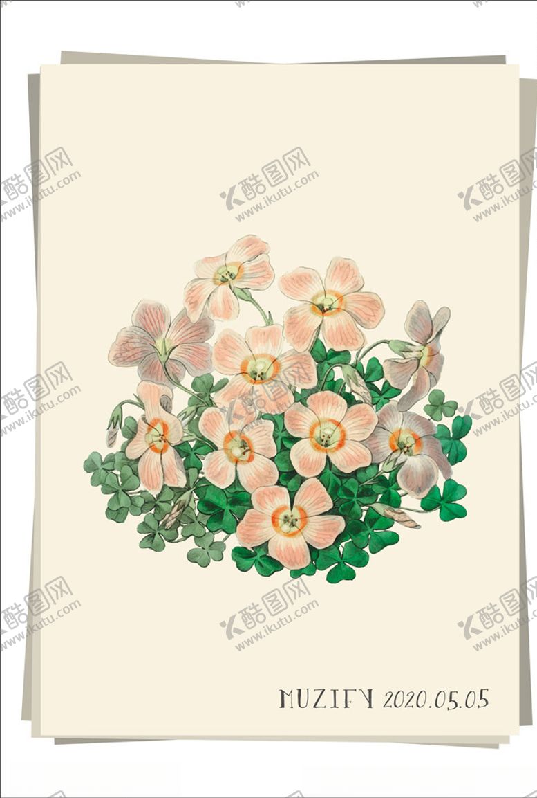 编号：77582009170340365765【酷图网】源文件下载-醡浆草植物图鉴