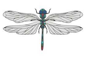蜻蜓