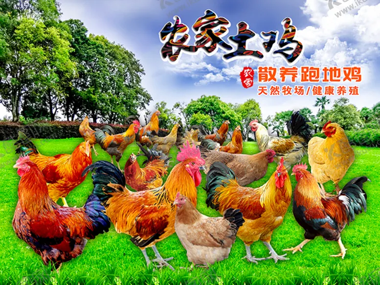 编号：98216309260346523057【酷图网】源文件下载-土鸡