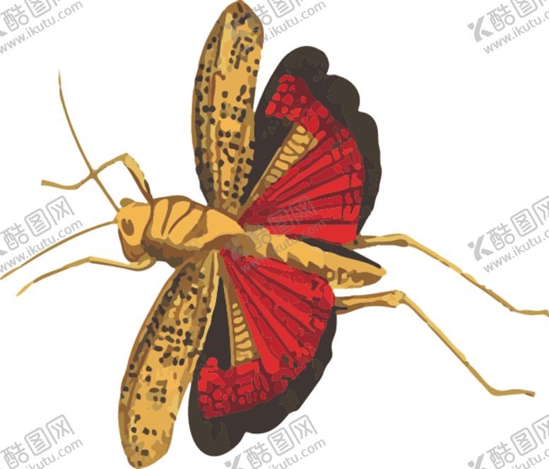 编号：60159307071236521170【酷图网】源文件下载-蚂蚱昆虫插画