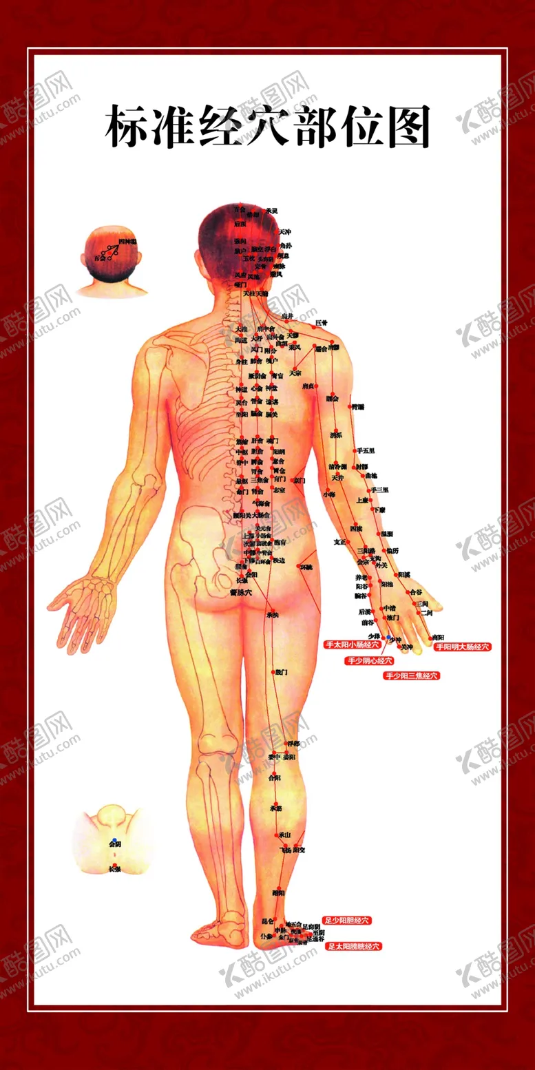 编号：50295909110150576073【酷图网】源文件下载-标准穴位图经络