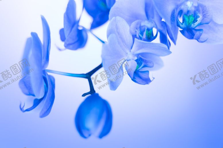 编号：19555609231031357414【酷图网】源文件下载-花元素创意花边手绘花手绘