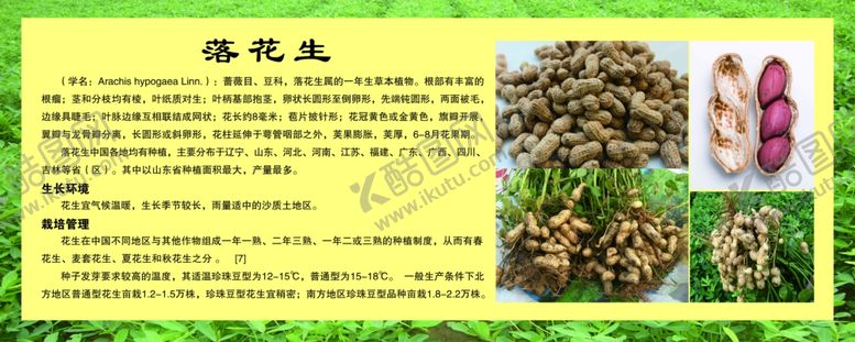 编号：60199907061954469083【酷图网】源文件下载-花生