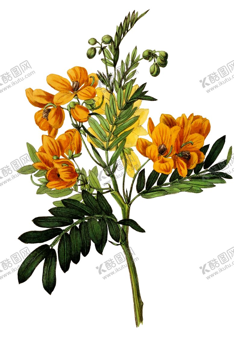 编号：87039307140818018227【酷图网】源文件下载-复古鲜花植物装饰图案