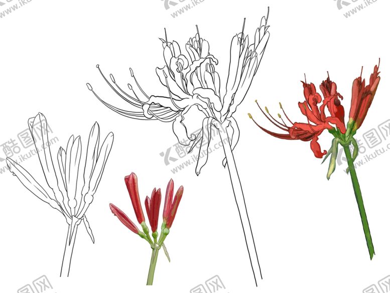 编号：66803710101800195940【酷图网】源文件下载-彼岸花曼珠沙华