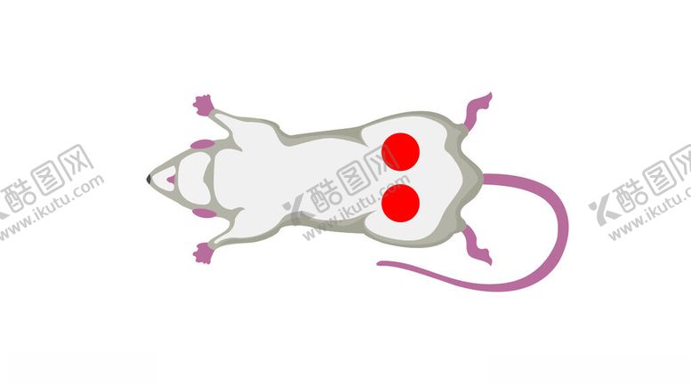 编号：34941501251630242639【酷图网】源文件下载-白色老鼠