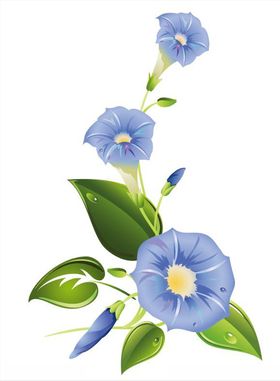 牵牛花