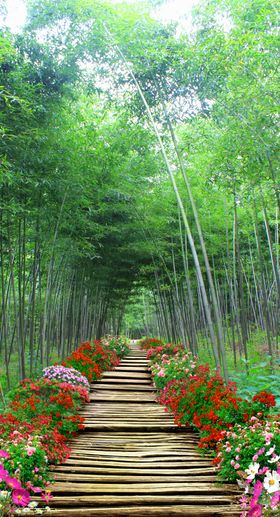 竹林风景