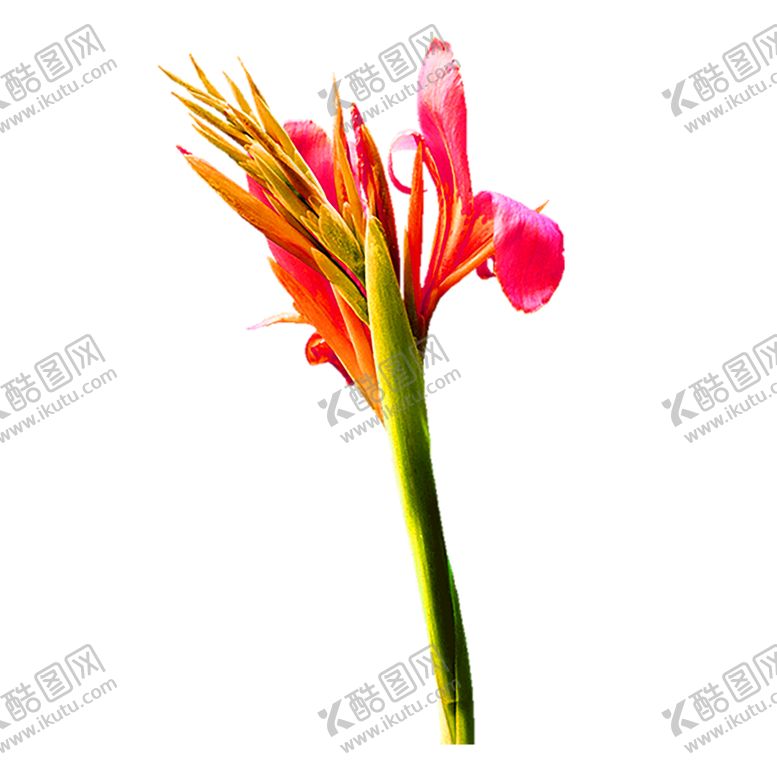 编号：82784207050623033190【酷图网】源文件下载-花素材