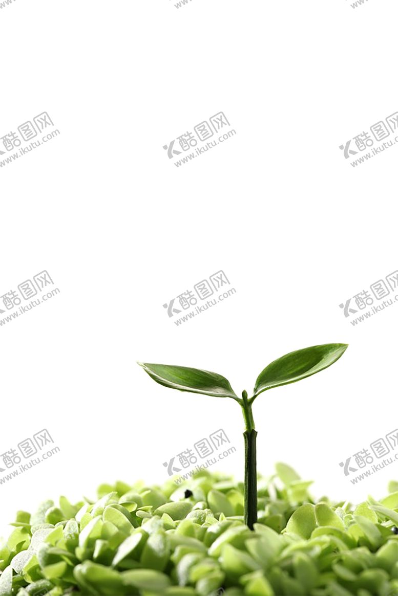 编号：47370610080650136367【酷图网】源文件下载-植物