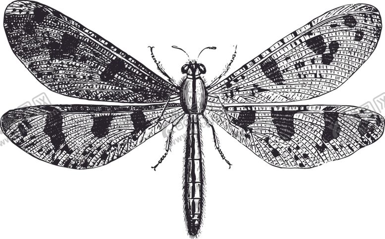 编号：48568210090034017930【酷图网】源文件下载-自然昆虫标本插画