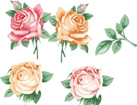 玫瑰花