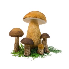 蘑菇免抠元素