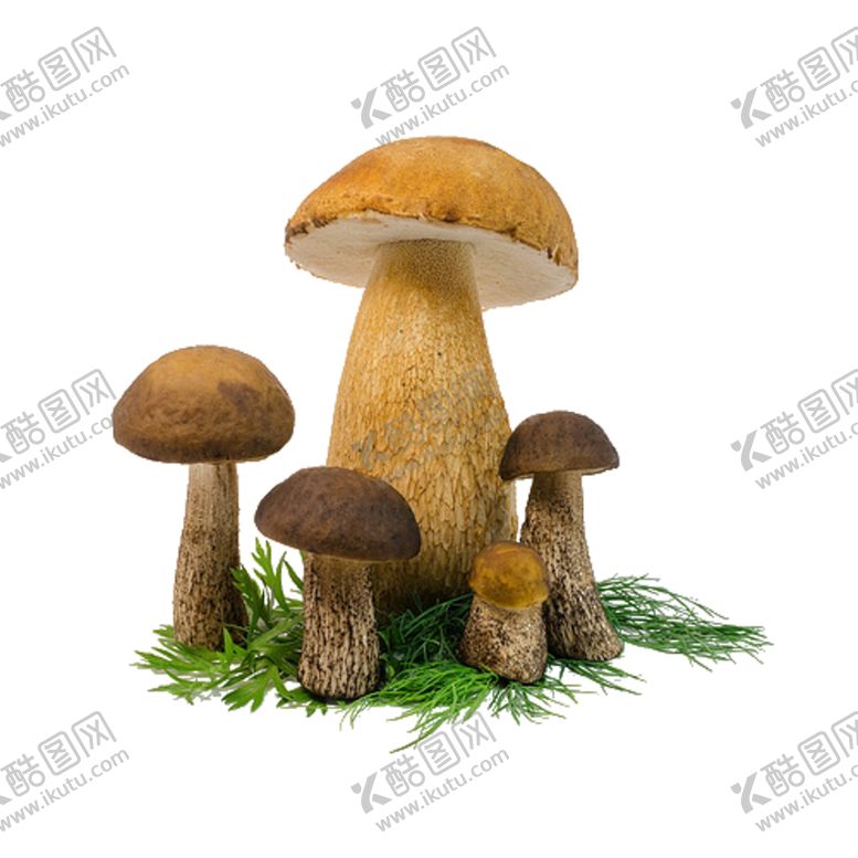 编号：17102807030815017171【酷图网】源文件下载-蘑菇免抠元素