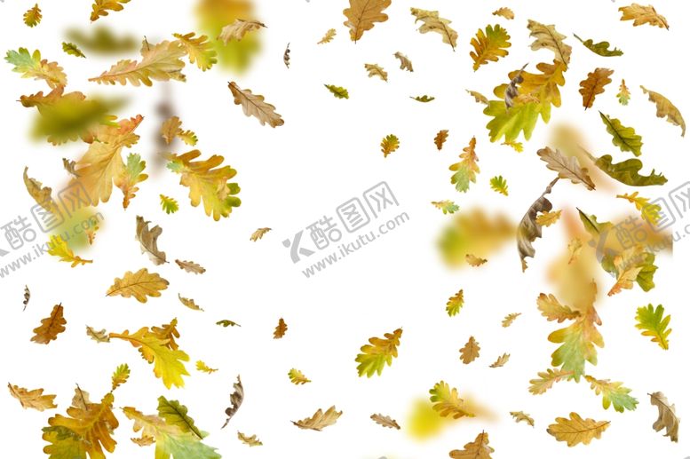 编号：17766909242106422480【酷图网】源文件下载-枫叶