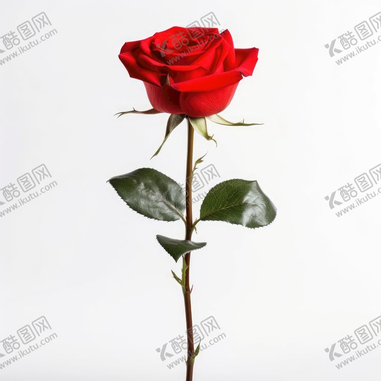 编号：97465809122307385673【酷图网】源文件下载-玫瑰花一朵情人节