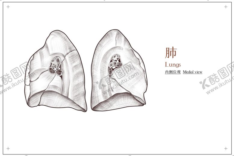 编号：16054509200747284392【酷图网】源文件下载-肺部构造社会公益展板素材
