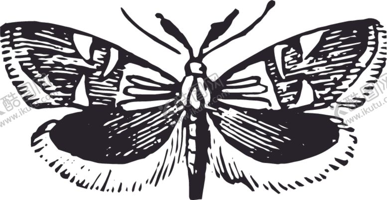 编号：11675409260904039083【酷图网】源文件下载-自然昆虫蝴蝶标本插画