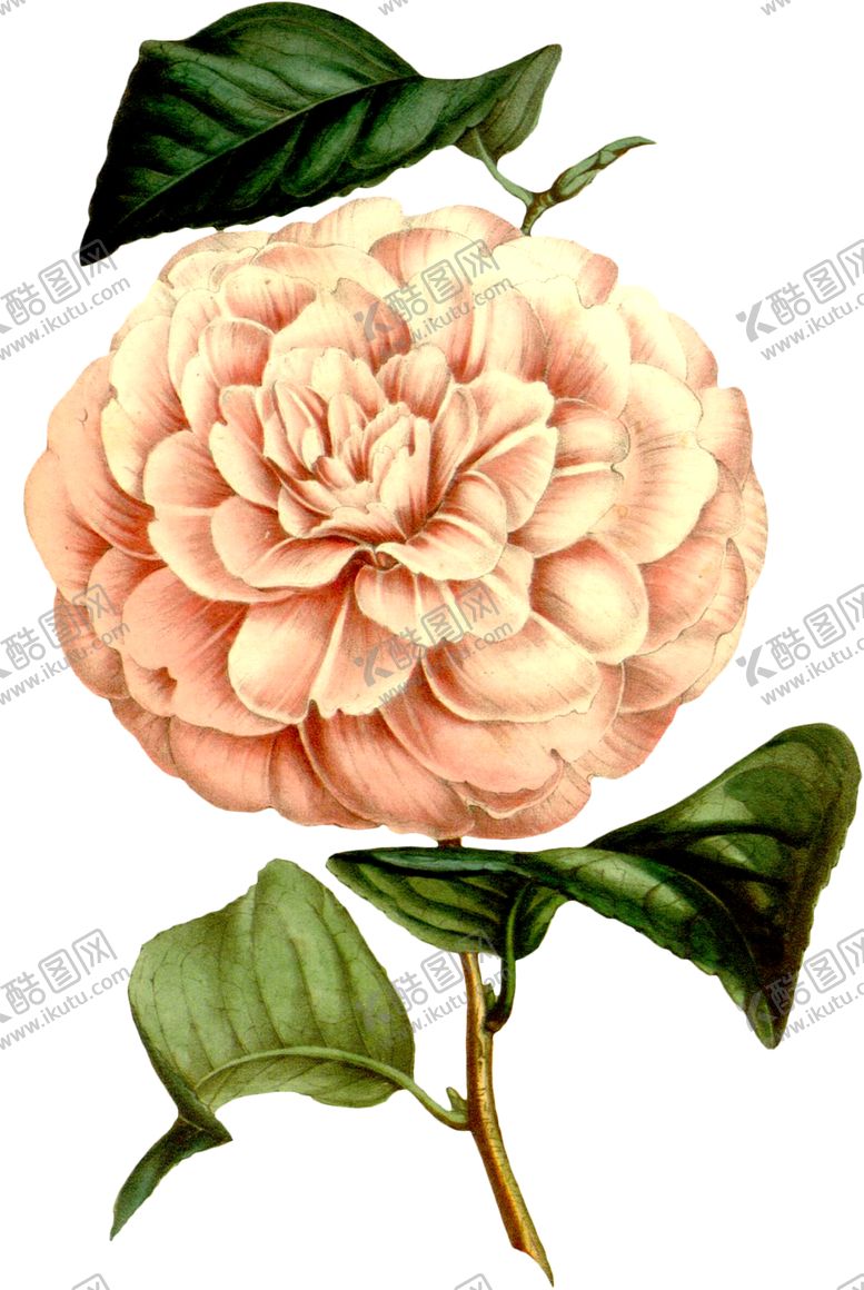编号：21798307070928286981【酷图网】源文件下载-复古花朵植物图案