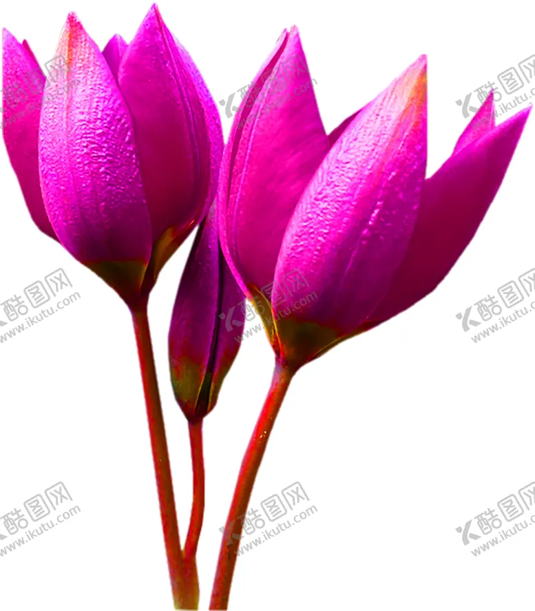 编号：31857206250249415779【酷图网】源文件下载-鲜花装饰