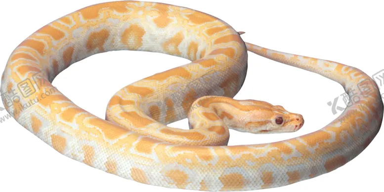 编号：96712409091001293752【酷图网】源文件下载-自然动物蛇图案