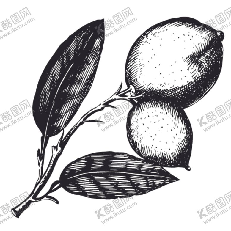 编号：61510010271731046332【酷图网】源文件下载-水果绘画线稿图案